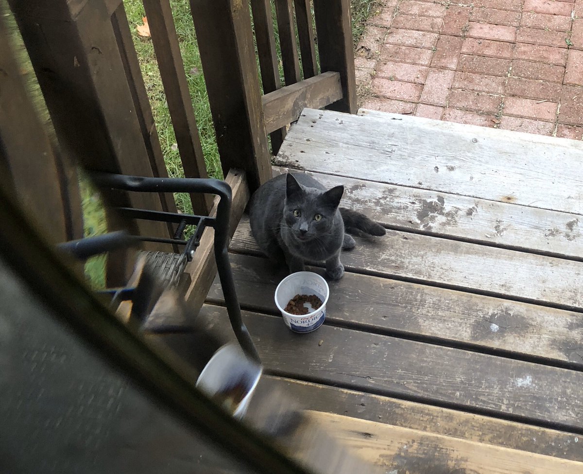 KeitherKeith's tweet photo. New stray at Casa Keith.
#HeCirclesTheHouse
#LookingInTheWindows
#IfTheDishIsEmpty
#TimeToNameHim
#Sergei
#HunterBoy
#SitsInOurDrivewayEatingHisMice
#OiFrontDeckNeedsStain
#OutsideMamMagnet https://t.co/CHpfn5R1e1