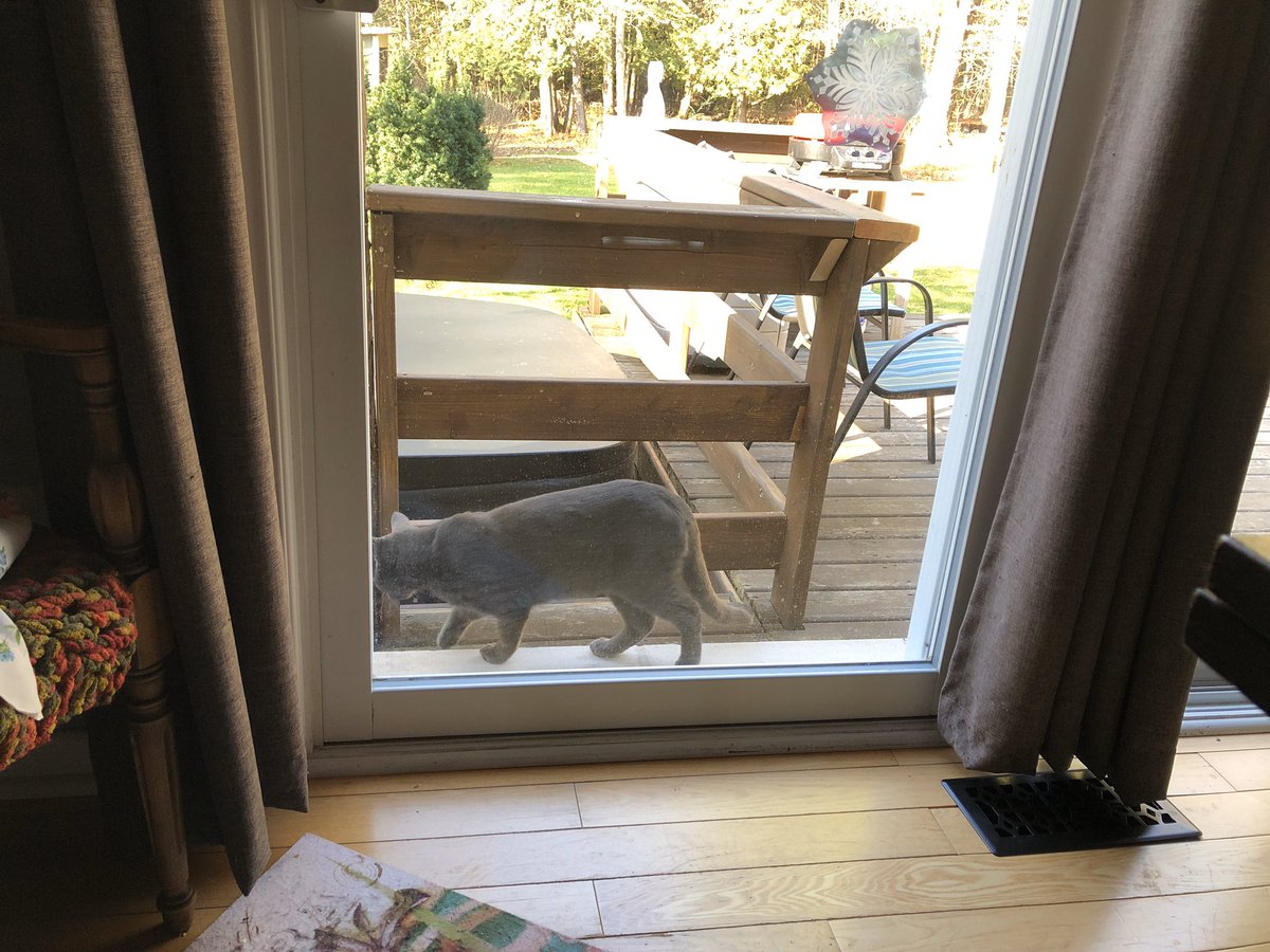 KeitherKeith's tweet photo. New stray at Casa Keith.
#HeCirclesTheHouse
#LookingInTheWindows
#IfTheDishIsEmpty
#TimeToNameHim
#Sergei
#HunterBoy
#SitsInOurDrivewayEatingHisMice
#OiFrontDeckNeedsStain
#OutsideMamMagnet https://t.co/CHpfn5R1e1