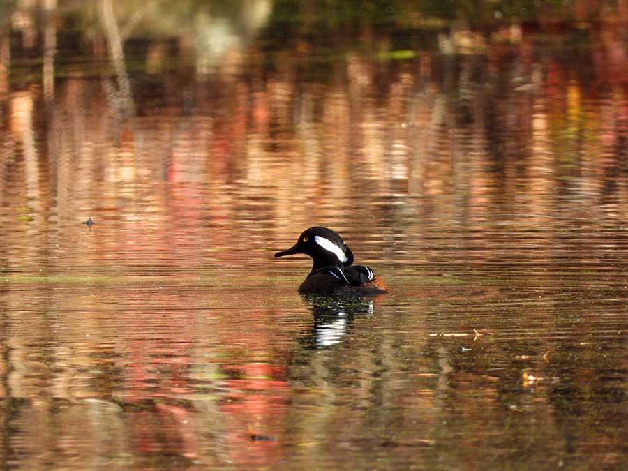 I saw my first Hoodies of the season on Monday!!

#birds #HoodedMergansers