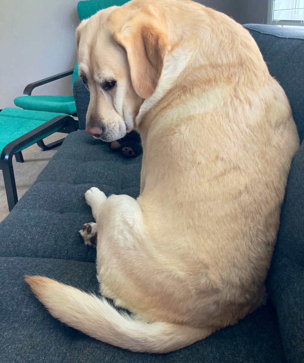 palaeobeth's tweet photo. When you happen to be working on the dog’s preferred side of the couch. #BearProbs #PostdocProbs https://t.co/mlNXytYjt4