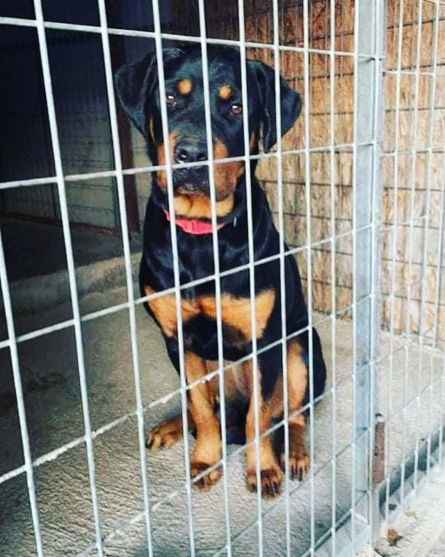 Everyone meet our #newgirl, 7 month old #rottweiler #puppy. Dumped at the pound. Welcome to @rnr_cyprus. Their loss is our gain. #beauty #rescuedogsofinstagram #rescuedog #rottweilers #love #AdoptDontShop #RescueDogs