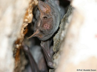 albertabats's tweet photo. "Q" bats #BatABC
There are none! So, in its place, how about the bats of Qatar?
FOUR species listed for Qatar: Trident Bat (Asellia tridens), Sind Serotine Bat (Rhyneptesicus nasutus), Desert Long-eared Bat (Otonycteris hemprichii) & Naked-rumped Tomb Bat (Taphozous nudiventris) https://t.co/FzkWnHZTBX