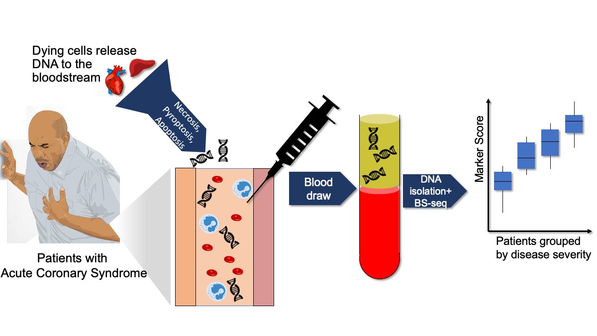 Altuna Akalin (@altunaakalin) on Twitter photo #Heartdisease is the leading cause of death. See our latest pre-print on developing cell-free #DNA #methylation-based markers for acute coronary syndrome! 
We show that cfDNA methylation levels on certain regions are associated with disease severity medrxiv.org/content/10.110… 1/n #Heartdisease is the leading cause of death. See our latest pre-print on developing cell-free #DNA #methylation-based markers for acute coronary syndrome! 
We show that cfDNA methylation levels on certain regions are associated with disease severity medrxiv.org/content/10.110… 1/n