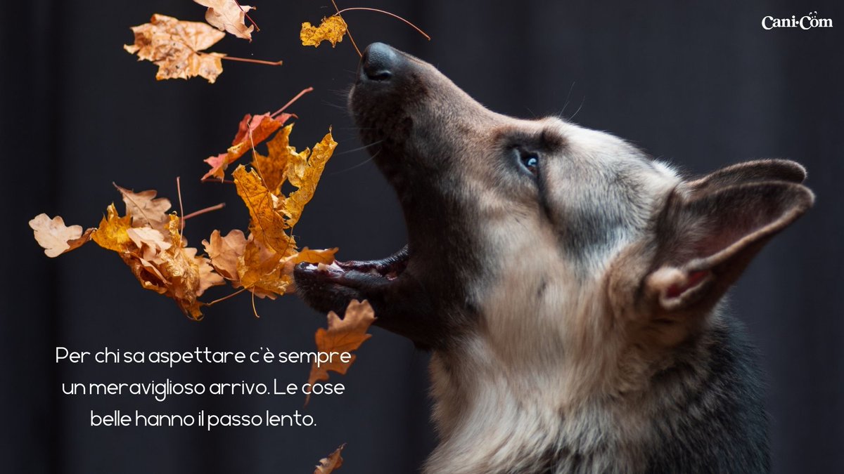 Cani_com's tweet photo. Le cose belle arrivano sempre… 🐶❤ #cani_com #amiciaquattrozampe https://t.co/RHeRpdj9oz