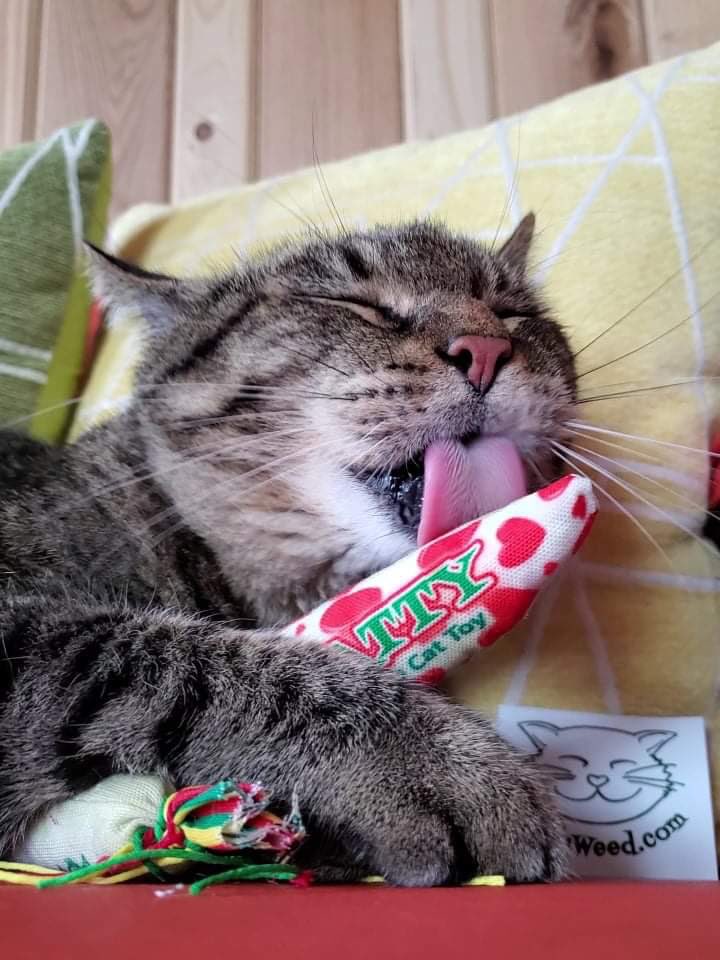 kittyweedcatnip's tweet image. Happy Tongue Out Tuesday! Meowza! 😻 #tongueouttuesday #cattongueout #cattongue #catnip #cattoys #licking #organiccattoys #catlover