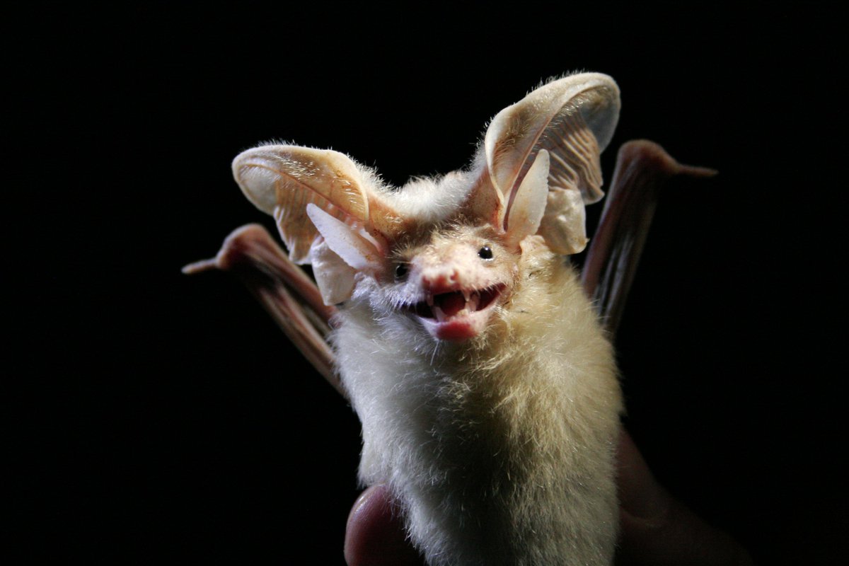albertabats's tweet photo. "Q" bats #BatABC
There are none! So, in its place, how about the bats of Qatar?
FOUR species listed for Qatar: Trident Bat (Asellia tridens), Sind Serotine Bat (Rhyneptesicus nasutus), Desert Long-eared Bat (Otonycteris hemprichii) & Naked-rumped Tomb Bat (Taphozous nudiventris) https://t.co/FzkWnHZTBX