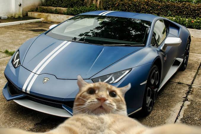 Кошка за рулем авто. Кошка в автомобиле. Макси-пазлы 15 "желтая тачка". Котик едет на машине. Кот на тачке.