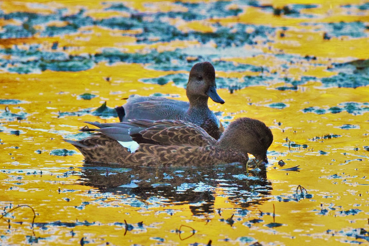 OurActivate's tweet photo. Morning walk- loving the colors and lots of Gadwalls are back in town.
@NYCParks #AlleyPondPark #NEQueens #queens #nyc #FallforNYC #fallFolliage #nature #wildlife #outdoor @BirdQueens #birds #BirdsSeenIn2021 https://t.co/1y7sNIosPu