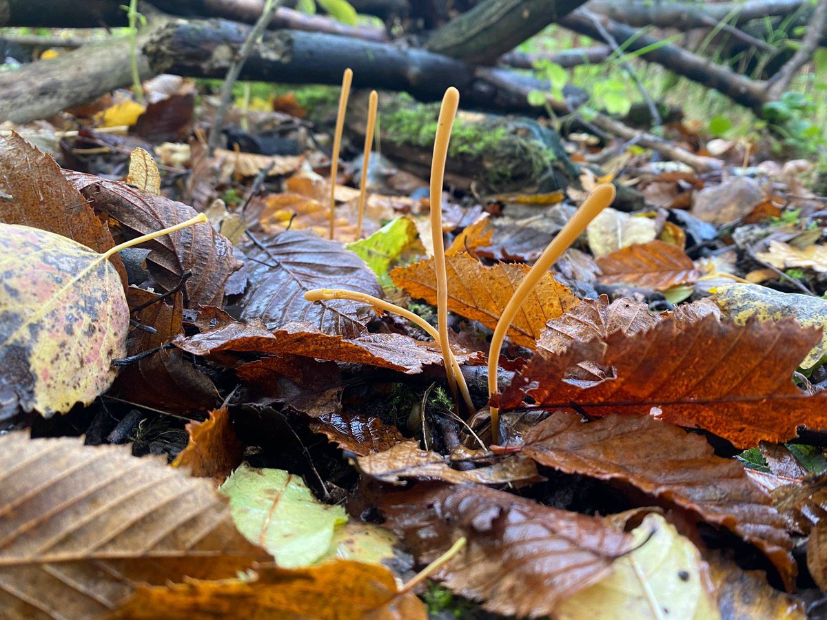 Woodland walks are full of so many beautiful things. Perhaps all to often we walk through trying to follow a route or with a plan. Spending 20 minutes just from taking in your immediate surroundings there is so much to see and you can be assured much more is. 

 #forestbathing