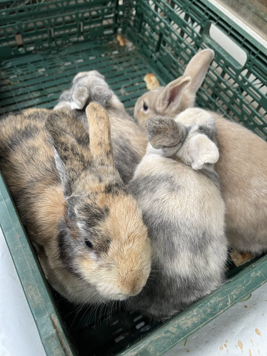 Lucu sich ... Tapi lagi pengen dagingnya🤤#satekelinci #kelinci #japanhomefood