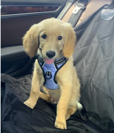 ErinJones's tweet photo. Tongue Out Tuesday - Henry approves!  @GoldretrieverUS #tongueouttuesday #goldenretriever #socute #floof https://t.co/QcR9PCrF3r