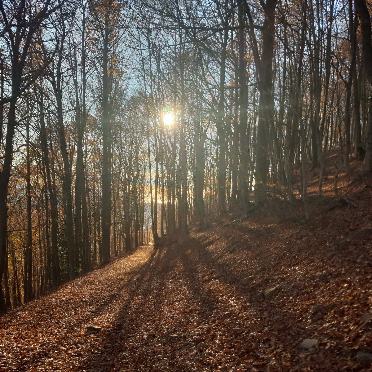 ProjecteLiro's tweet image. Des de fa 10 anys que el #ProjecteLiro fa un seguiment de la disponibilitat de llavors en algunes zones de roureda mixta dins la @xarxadeparcs. Però amb quina finalitat? ⬇️