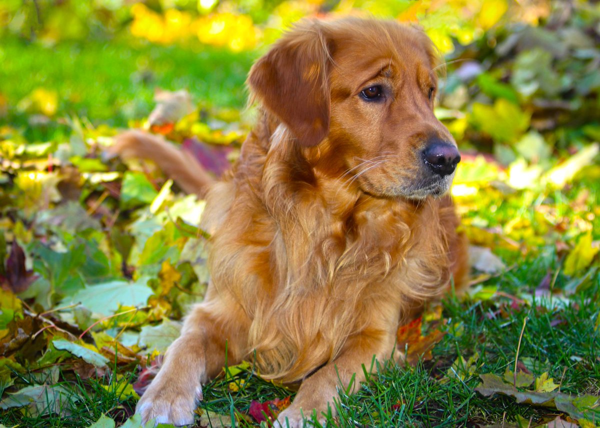 CDNGuideDogs's tweet photo. Who else is outside enjoying this lovely and warm fall day?!
.
[photo description: a golden retriever is laying outside on the grass with the sun shinning and autumn colored leaves around him]
.
#futureguidedog #cdnguidedogs #cgdb #ottawa #fallincanada https://t.co/eTd27b7ZcG