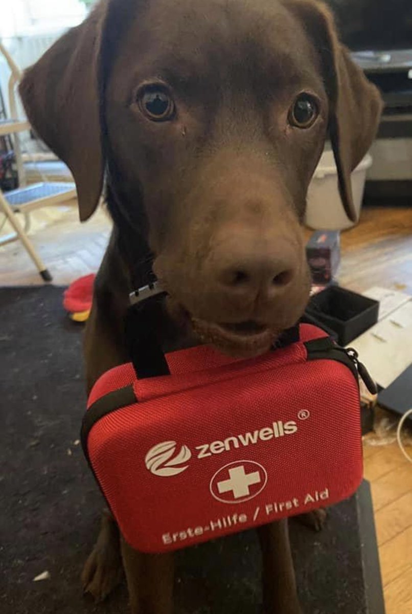 This is Edgar. He’s in training to be a service dog for his human. Did a very good job yesterday. 14/10 ❤️