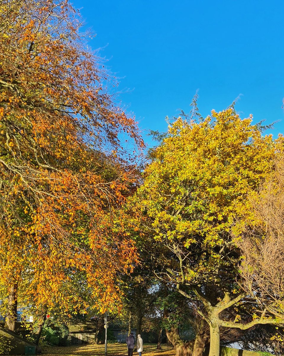 SamCelebrant's tweet photo. Beautiful November afternoon in Christie Park, Coleraine @VisitCauseway @bbcniweather @WeatherAisling @deric_tv @WeatherCee @angie_weather @barrabest @Louise_utv https://t.co/sUfHmCJ9uO