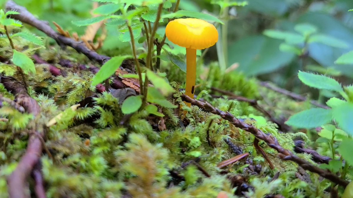 BamfieldMSC's tweet image. Hey Teachers! 

#BMSCLive will be offering a virtual walk through the Coastal Temperate Rainforest, with a focus on ecology, identification, and traditional uses of plants and fungi.

Friday, Nov.12th, 9:30 am PT 

Details, registration, &amp;amp; rates: bit.ly/BMSCLive