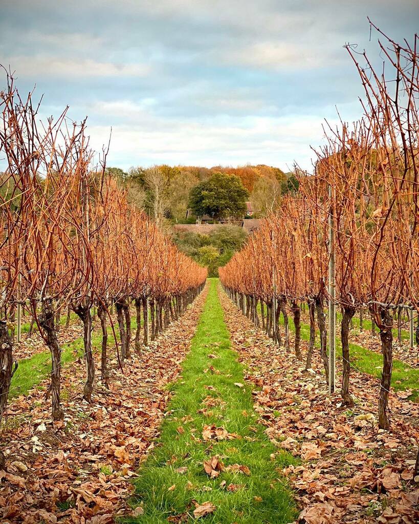 RaimesSparkling's tweet photo. A couple of cold nights and we have 🍁 on the vineyard floor. Canes are glowing orange, a good sign of wood ripeness for next year. We are dropping wires preparing for pruning.
#autumn #leafdrop #vineyard #englishwine #englishsparklingwines #southdo… https://t.co/eSinxfQkxl https://t.co/QdSy99rGCZ