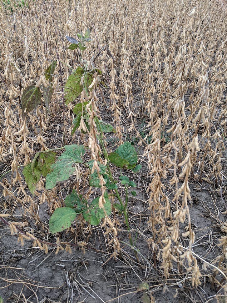 SDSU Extension Plant Pathology tweet media