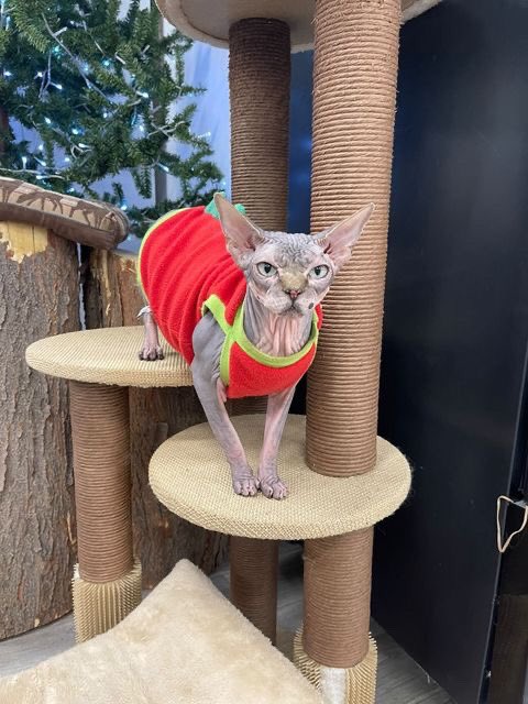 Gardenofthepaws's tweet photo. We’ve got a second kitty hanging around the store! Meet Shandy!! #gardenofthepaws #coloradosmallbusiness #sphynxcat https://t.co/yt1pXBKlzr