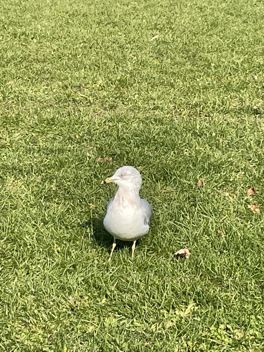 lemonloaf2's tweet photo. this mf stole my sandwich then sat in front of me for 5 minutes https://t.co/PlZxSxTIHj