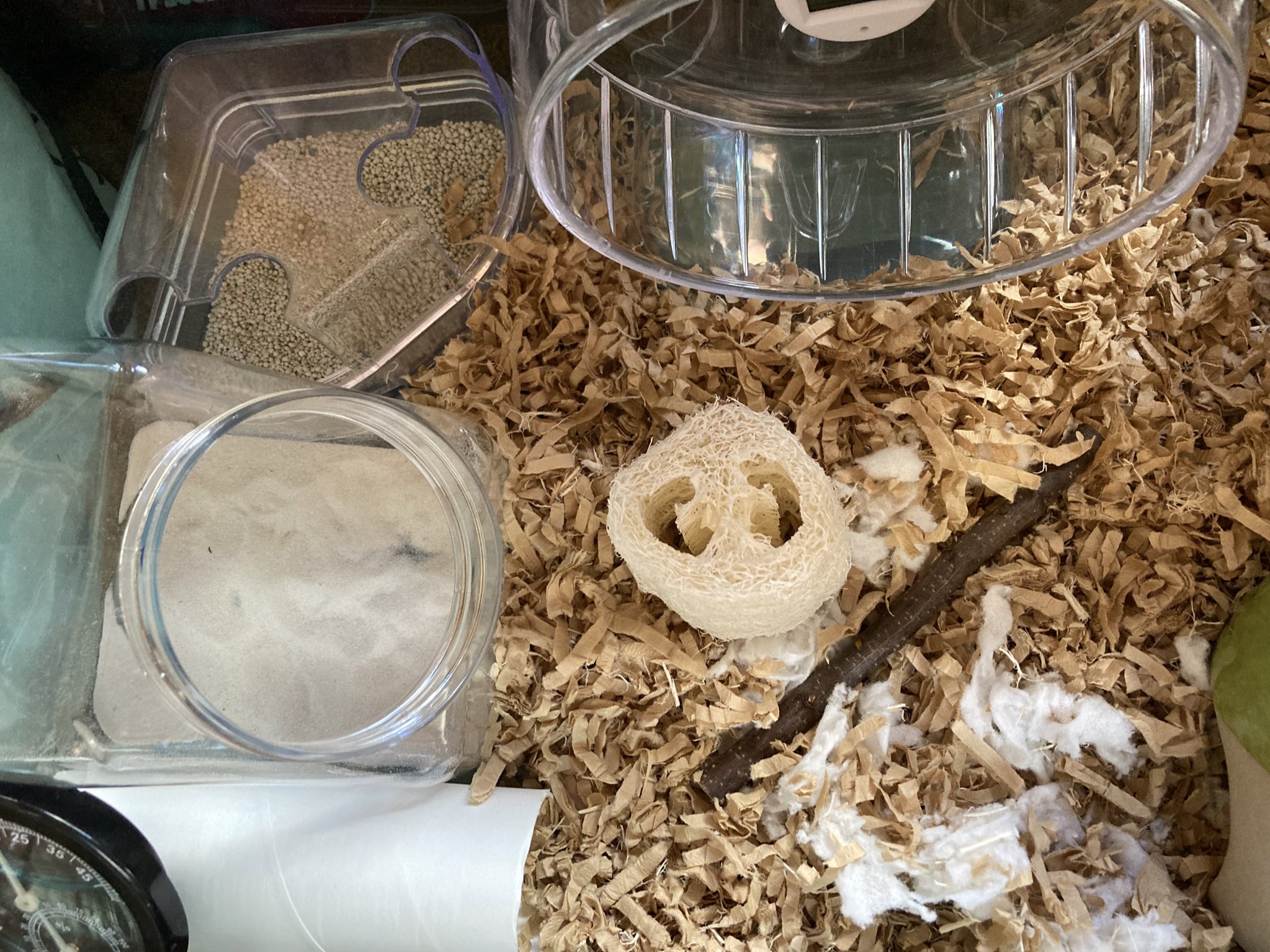 ぷにちゃん うちのハムスター ハリ君 砂遊びが結構好きなようで 砂を撒き垂らす 他の方の砂場を参考に セリアで購入 今日から新しい砂場です 気にいるかなあ カウンター付きの回し車も 毎日400ｍ しか走ってない アスリートになれんぞ T Co