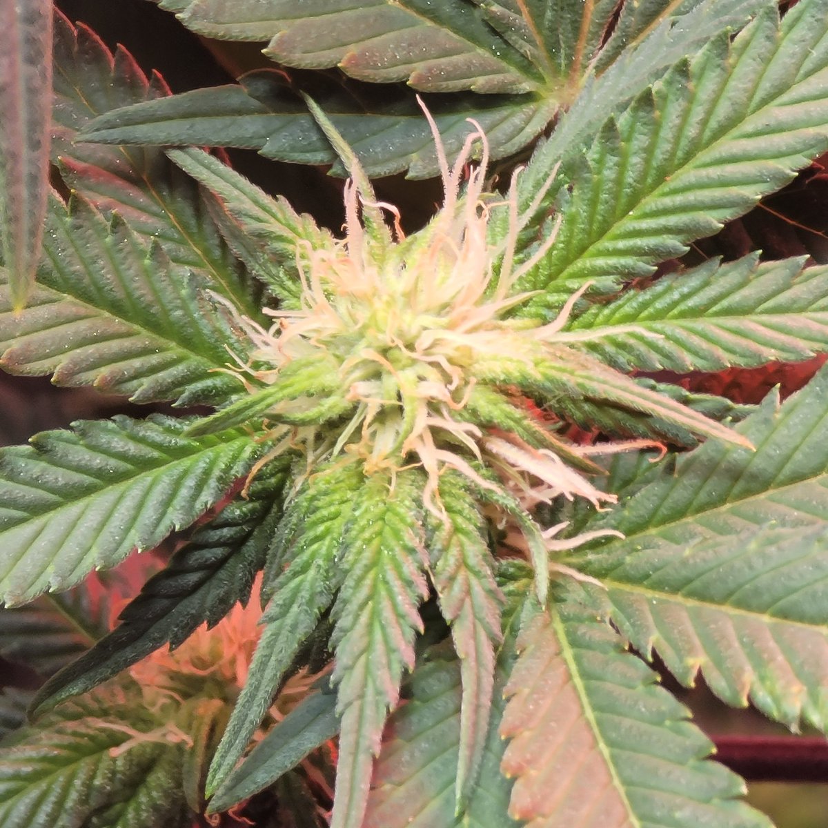 Starting to see some #Suga... 🙏🙏🙏 <a href="/irvineseeds/">Irvine Seed Company</a> <a href="/heknowsgrows/">Breeder J</a> <a href="/iAMJeremiahWeed/">iAMJeremiahWeed</a> for the #Genetics 🙏🙏🙏 <a href="/AcInfinityInc/">AC INFINITY</a> for the 🏠 #lighting and #Hvac  #TesterProgram  #tester1CandyxGG4 #GrowUrOwn #TryN #BendGang