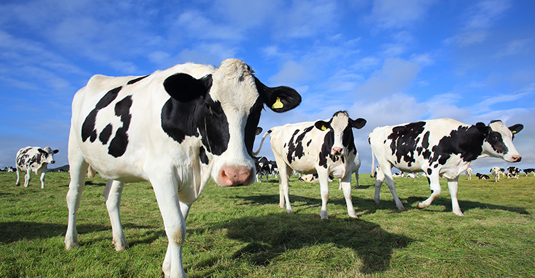nfm_mag's tweet photo. Stonyfield Organic, Cabot Creamery Cooperative join Farm Powered Strategic Alliance. https://t.co/l6dHmV5fn1 https://t.co/wczqvGMCEp