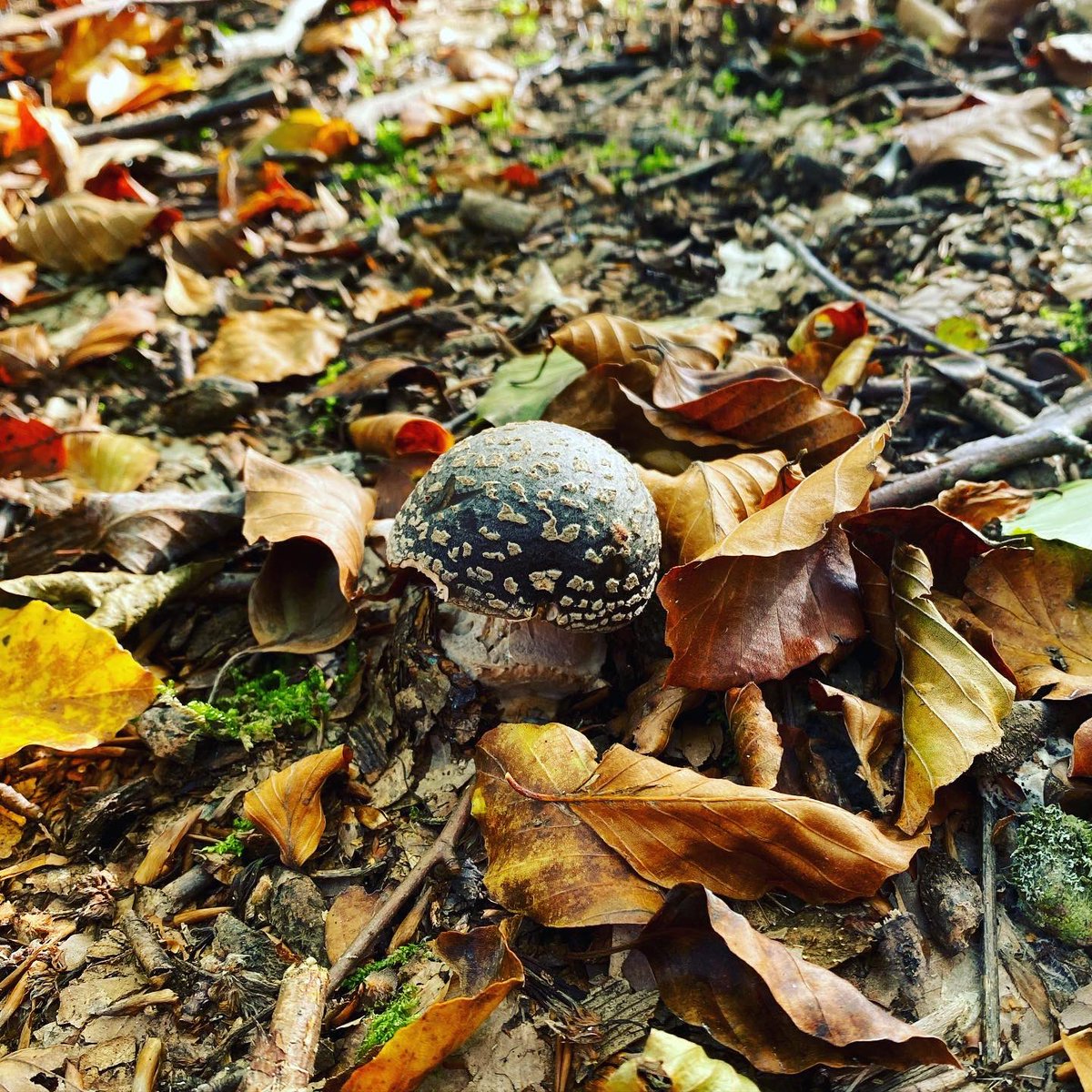 isekiayako's tweet photo. 秋のウィンザーへ。昨年‘Fantastic Fungi’ （邦題は『素晴らしき、きのこの世界』）という映画を観て、もっときのこについて勉強したい欲が高まりました。最近はイギリスのきのこ講座の情報を集めたり、「きのこ検定」のテキストを買ったり。ひっそり準備を進めています…  https://t.co/EJPqSe5jYE https://t.co/oJgUS8nvRJ