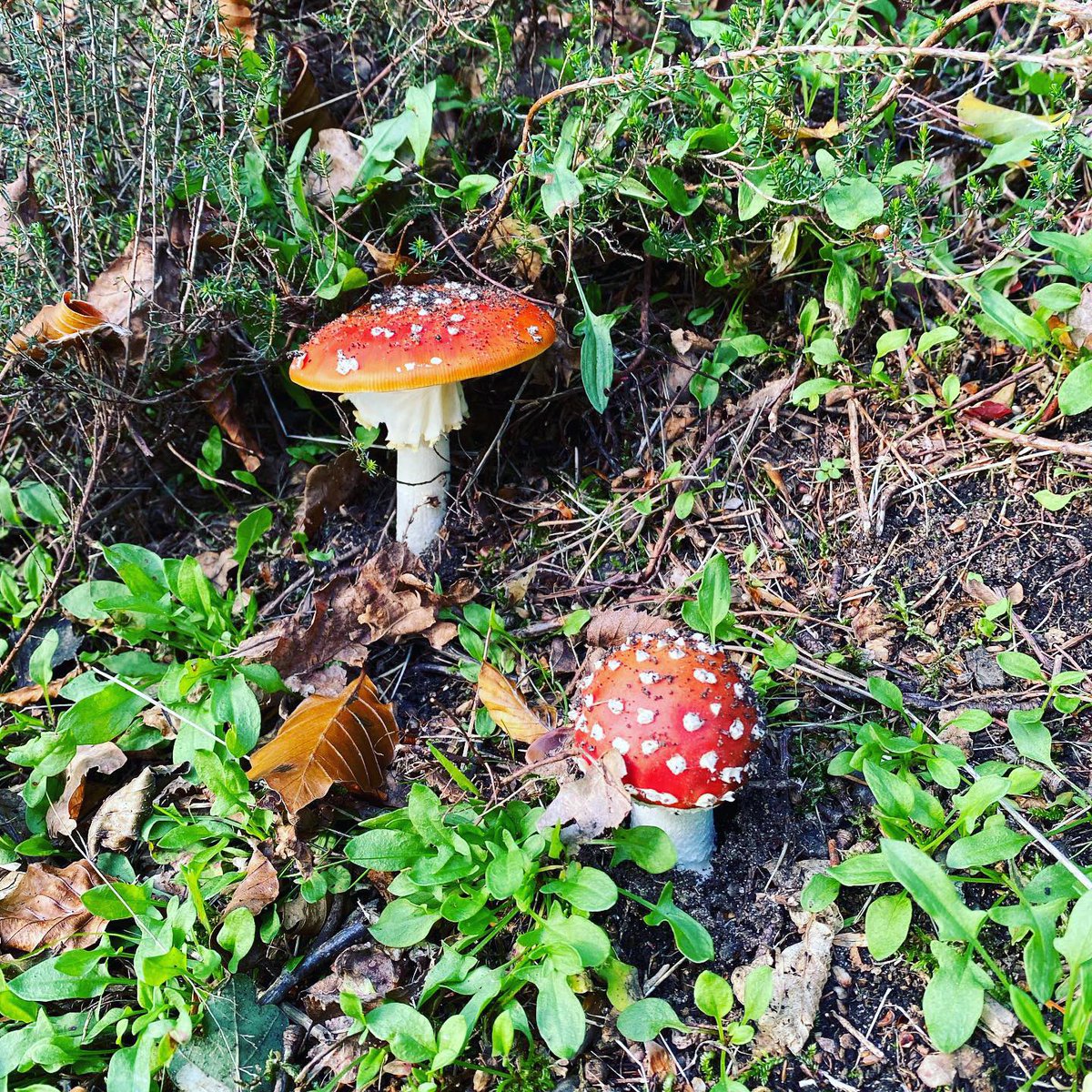 isekiayako's tweet photo. 秋のウィンザーへ。昨年‘Fantastic Fungi’ （邦題は『素晴らしき、きのこの世界』）という映画を観て、もっときのこについて勉強したい欲が高まりました。最近はイギリスのきのこ講座の情報を集めたり、「きのこ検定」のテキストを買ったり。ひっそり準備を進めています…  https://t.co/EJPqSe5jYE https://t.co/oJgUS8nvRJ