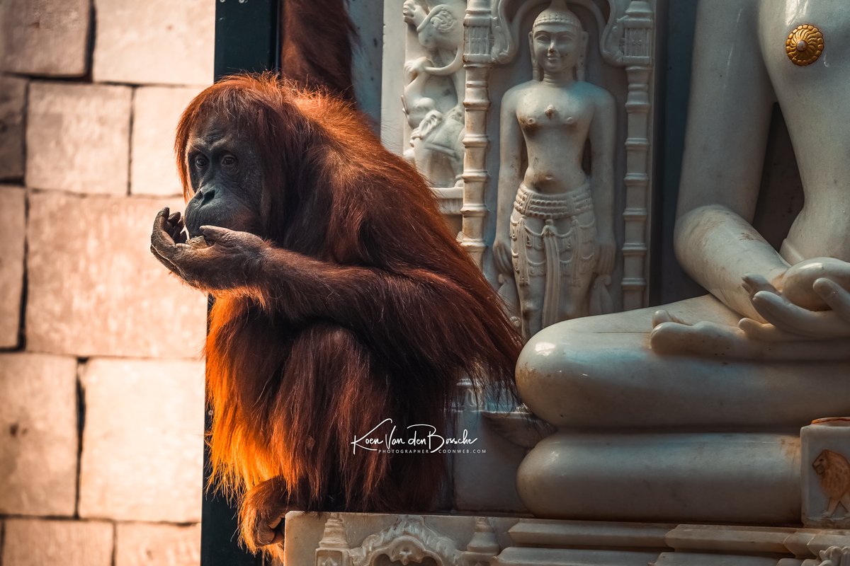 coonweb's tweet photo. #Orangutans are known as gardeners of the forest. They play a vital role in seed dispersal and in maintaining the health of the forest ecosystem, which is important for people and a host of other animals.  #pairidaiza

#orangutan https://t.co/1IDAXjQR5C