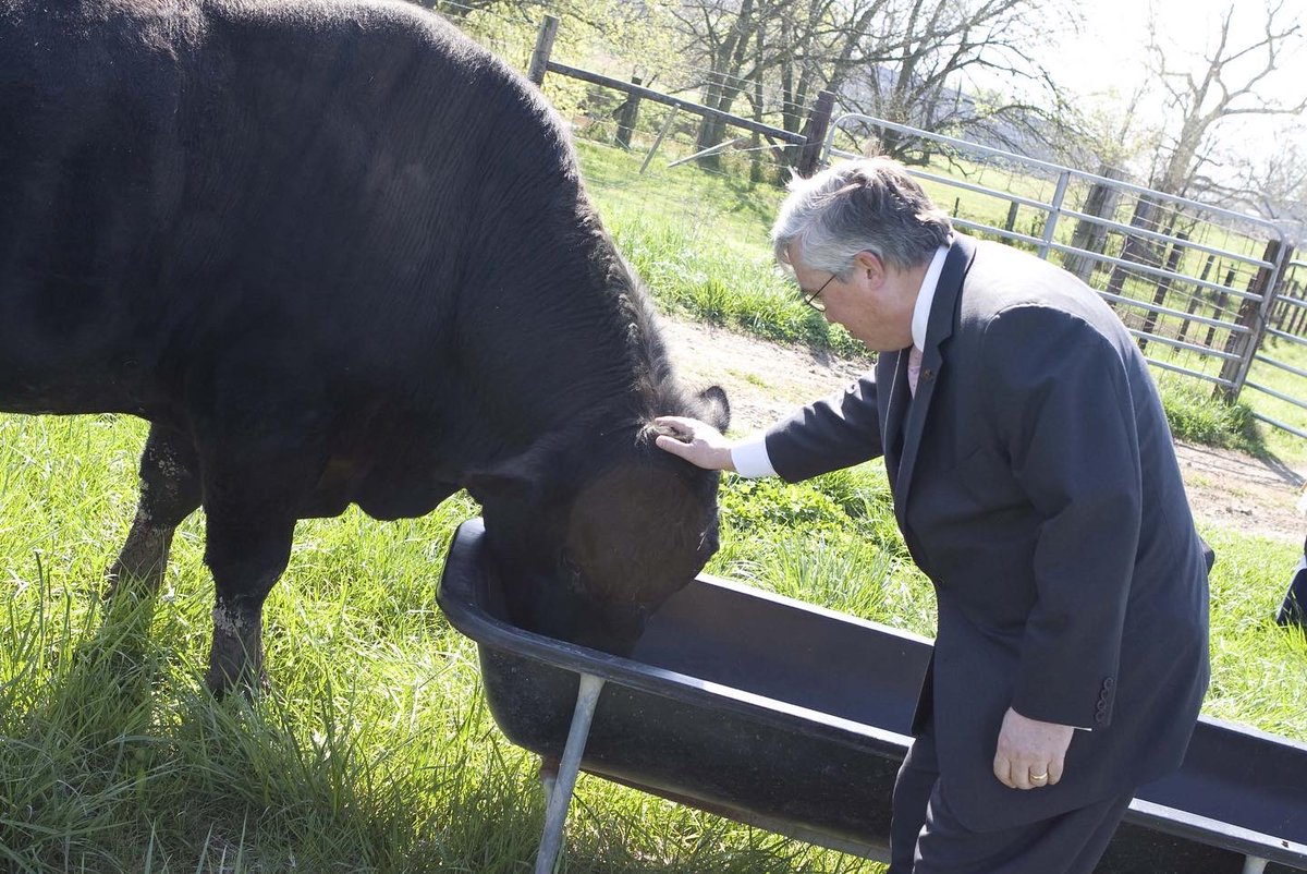 TimothyLHall's tweet image. When I was a college president in Tennessee, a generous supporter gave the college a bull, with the condition that I pet its head. That kind of thing hasn’t happened to me much in New York. #mercycollege #mercymavericks