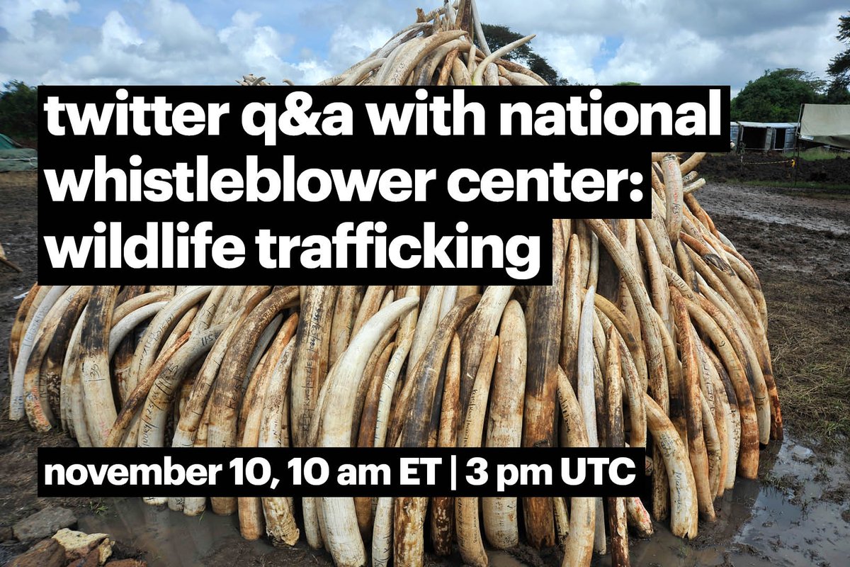 Wildlife trafficking in digital marketplaces is rampant and dangerous to the future of our planet. Today at 10AM ET | 3PM UTC, tune in for a Q&A with @StopFraud to learn how #whistleblowers, #BigTech, and YOU can help #ActForAnimals.