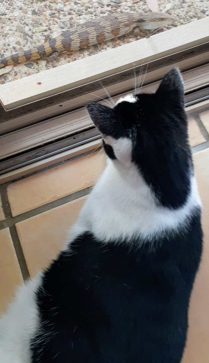 HELLANBIGLOVE's tweet photo. @thekittenwinksy @ErikaStarLight1 My 💗 ROSIE  watching 👀  Blue the #LIZARD through screen 
#Cats #CatsOfTwitter #CatsOnTwitter #CuteCat #CUTABILITY  💗

🕊 https://t.co/czMG9l6nnu