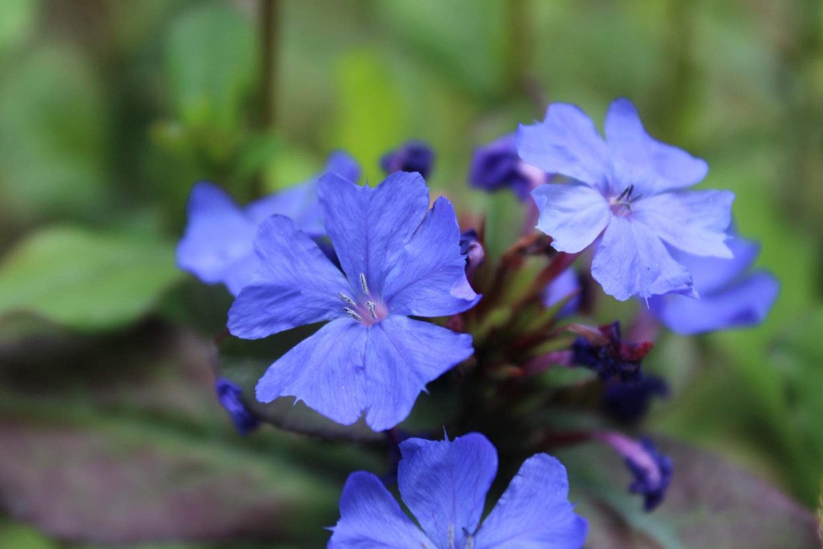 LynnMacwhinnie's tweet photo. Intuition. Trusting your inner voice is not always easy, especially if you tend to often seek confirmation from others. And then afterward wish you’d listened to the answer from within. Cerato is the Bach flower to help you trust yourself #trustself #bachflowers #intuition https://t.co/nZxf5Z75Vl