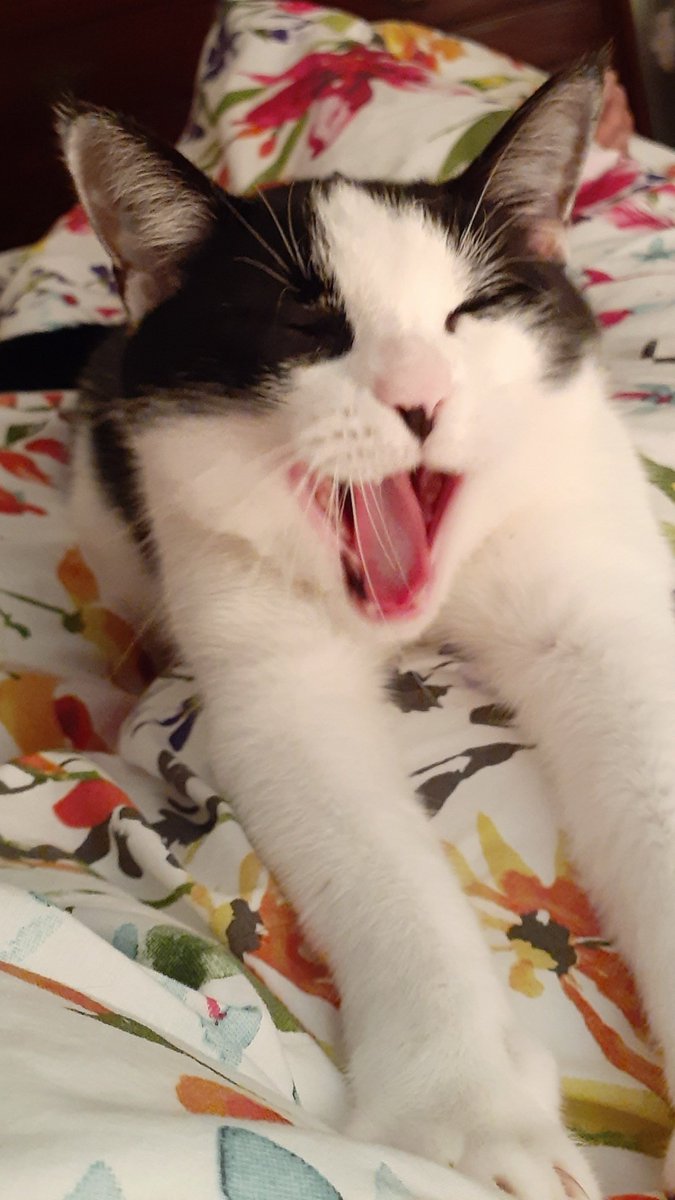 HELLANBIGLOVE's tweet photo. @thekittenwinksy @ErikaStarLight1 #CatsOnTwitter #pets #CUTABILITY #FRIEND #love 
#nature #life 
#Rosie💗 https://t.co/xd9SMZ8Zlm