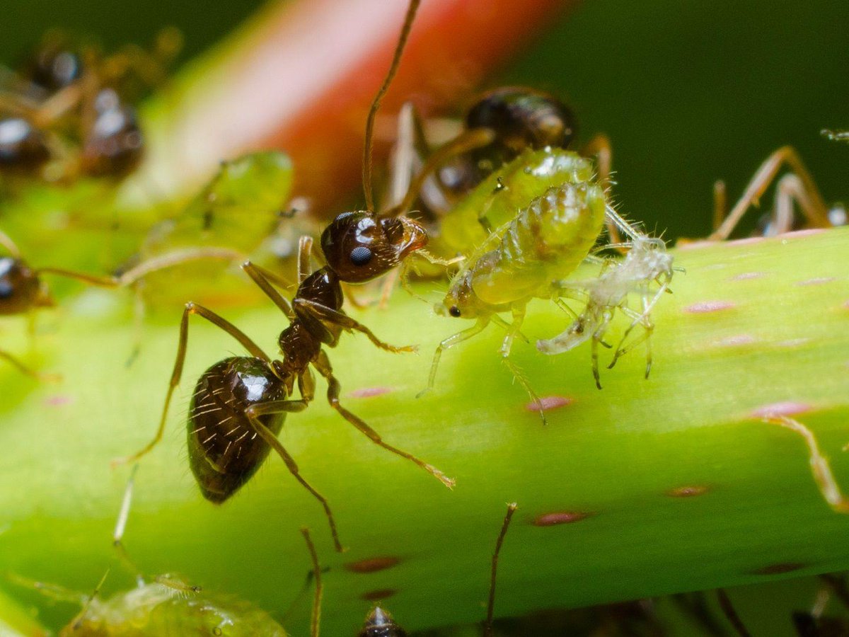 BiodiverSiTal's tweet photo. #BioDato del día:

La mascota la Reina Hormiga en 'Bichos' es un pulgón ¿Por qué?

Resulta que algunas hormigas "ordeñan" a los pulgones para obtener una sustancia de la que se nutren. Por otro lado, les defienden en caso de ataque. Un mutualismo de lo más curioso 🥰 https://t.co/XztDdU4zZO