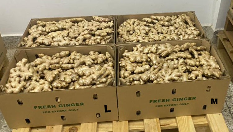 avolachifresh's tweet photo. Did you know that the East African ginger has a distinctive flavour as well as intense taste

#organic #organicfarming #avolachifreshproduce #Sustainability #Fresh #ginger #freshginger https://t.co/R9iwaA5M5b
