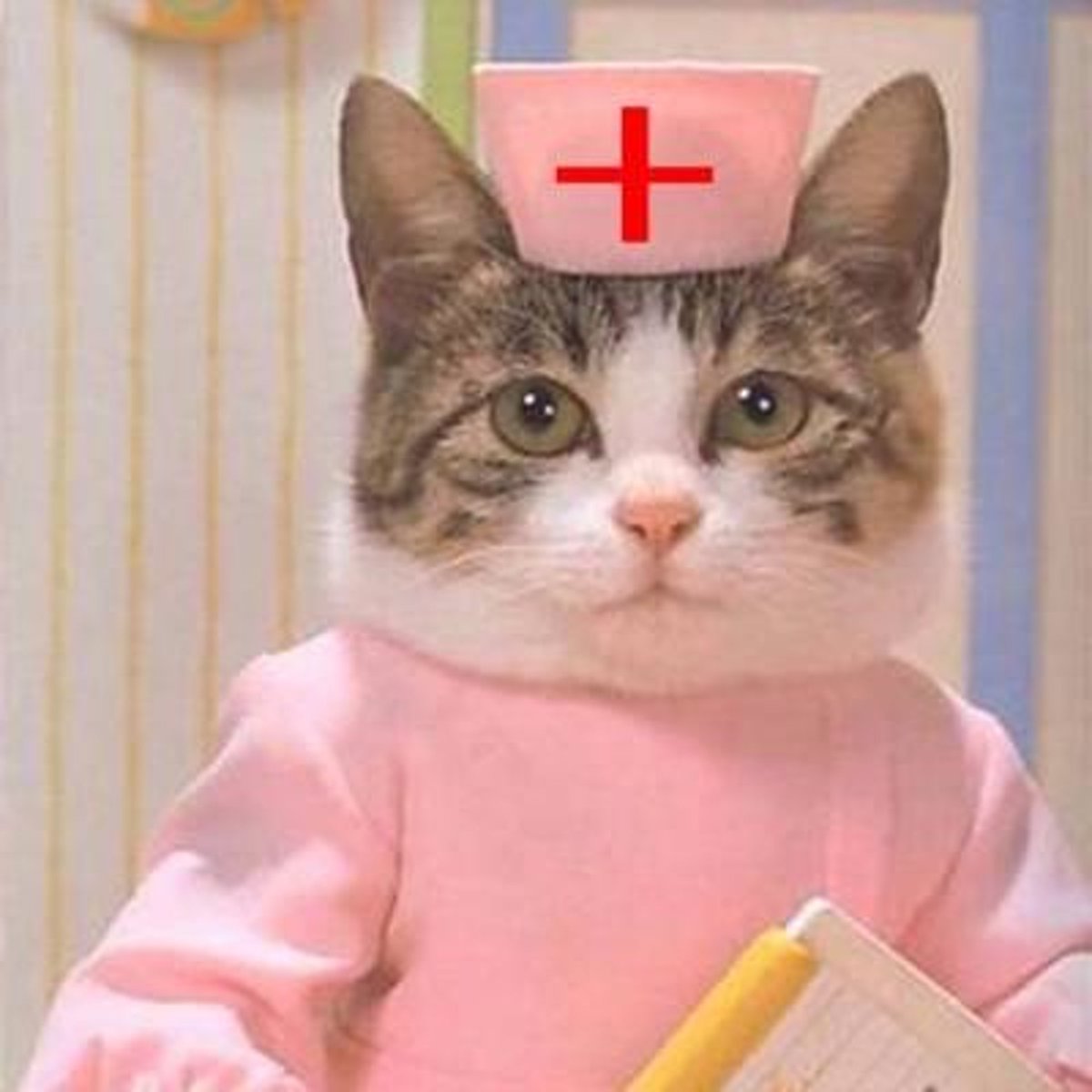 CatWorkers's tweet photo. https://t.co/jstxzKf7rf