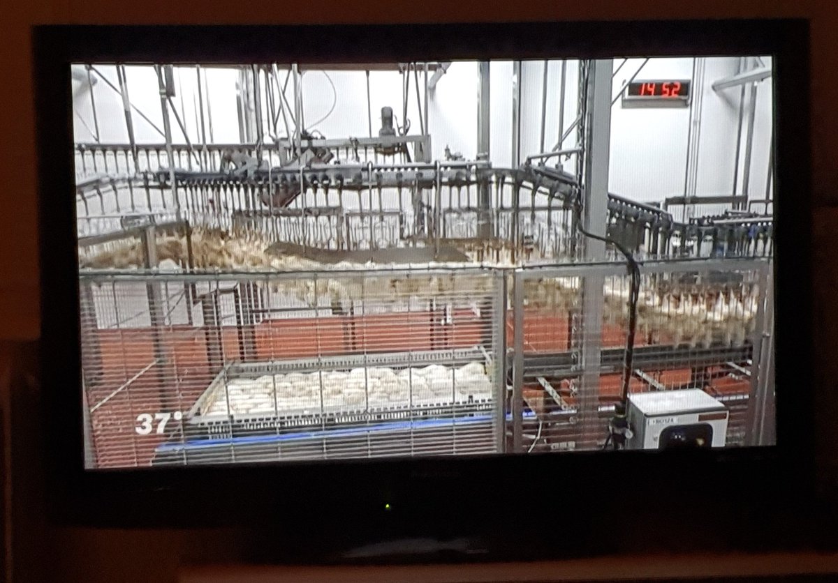 Kruemelmonstern's tweet photo. Bitte stoppt das...
Lebewesen dürf(✝️)en wir so nicht behandeln ...
#zdf https://t.co/PpChEqGco0