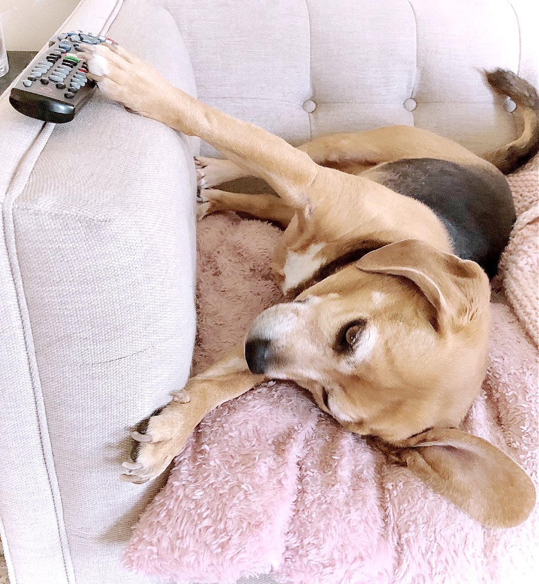 BeagleTopazthe's tweet photo. U canโt touch dis!๐พ
๐๐คฃ
#BeagleLife #DontTouchTheRemote #SweetDog #FunnyDog #BeaglesOfTwitter @beaglefacts @dog_feelings https://t.co/hRASXqvXre
