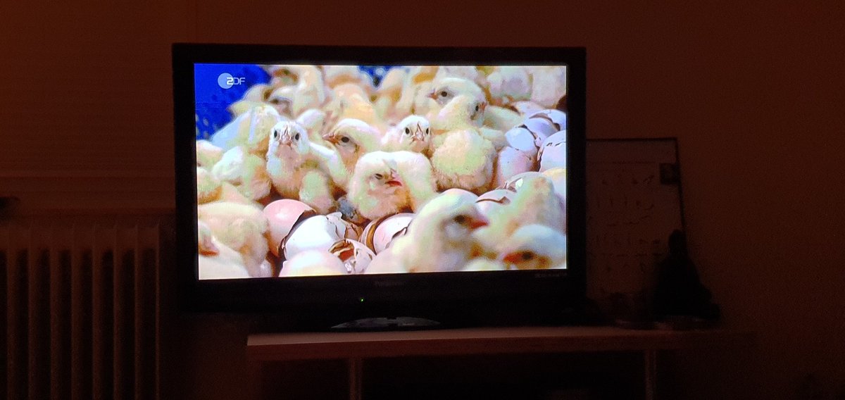 Kruemelmonstern's tweet photo. Bitte stoppt das...
Lebewesen dürf(✝️)en wir so nicht behandeln ...
#zdf https://t.co/PpChEqGco0