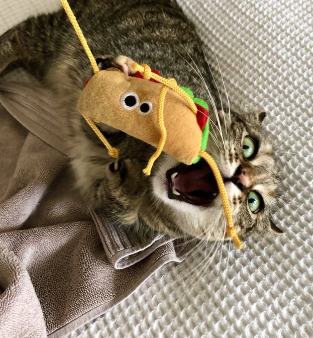 TowelyTowel's tweet photo. #BeNice to a Taco today like by best friend Bun @MrTtheTaco. If you have a taco in your life, give them a hug and a kiss from me. Love you Bun ๐ค๐๐ฎ
#TowelsofTwitter #TacosofTwitter #Love https://t.co/qVXQ42wfS4