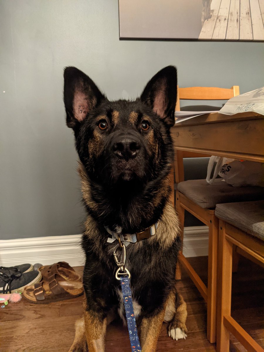 friedbaloney4's tweet photo. @JohnRush32 Here's Taco!! https://t.co/oEjTAJjWbe