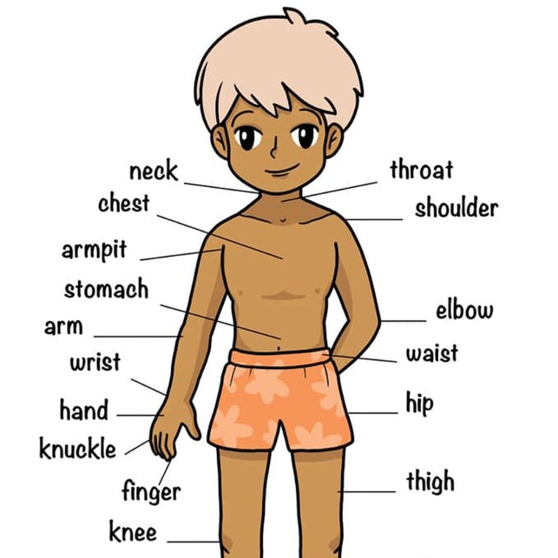 convergencia Desplazamiento carbohidrato dibujo con las partes del cuerpo en ingles Pegajoso