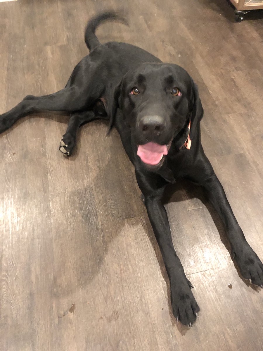 jesssiccaa_13's tweet photo. found this sweet boy with no collar and i just can’t take him in right now. He’s the absolute sweetest thing. He’s still super young and needs a good home :( https://t.co/CEqtiDUyXG