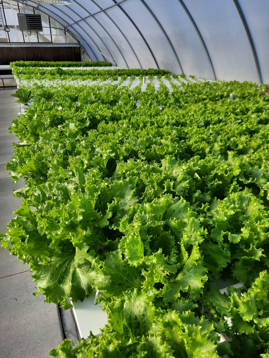 Our winter market is just one week away! We'll be in our summer location on Tuesday, November 16th, 3:30-5:30pm.  We plan to have Lettuce, Daikon Radishes, Spaghetti Squash,  Kale, Green Peppers, Habaneros, Garlic, Beef, Whole Wheat Flour, Popcorn, Pet Treats, and Lotion Bars.