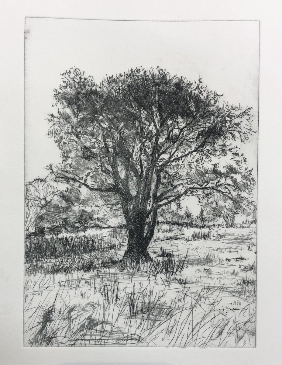 ArtCowie's tweet photo. Solitary, distinctive tree in Mugdock Park, near Glasgow. Drypoint etching.  13x18cm. #ukprintmaker #ukprintmakers #arborealis https://t.co/RoyVfUO6zs