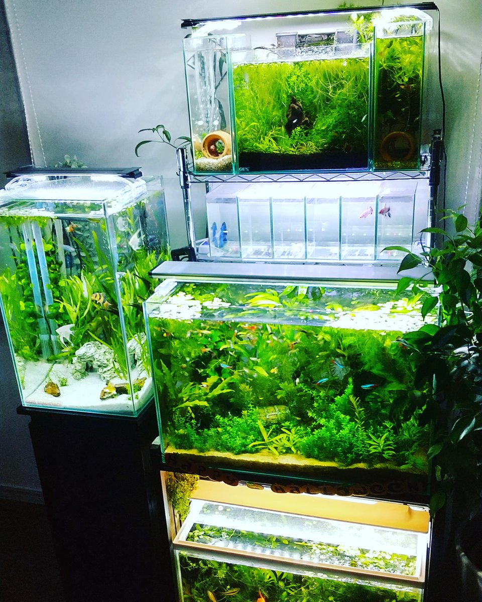 Hashtag 水槽 Auf Twitter