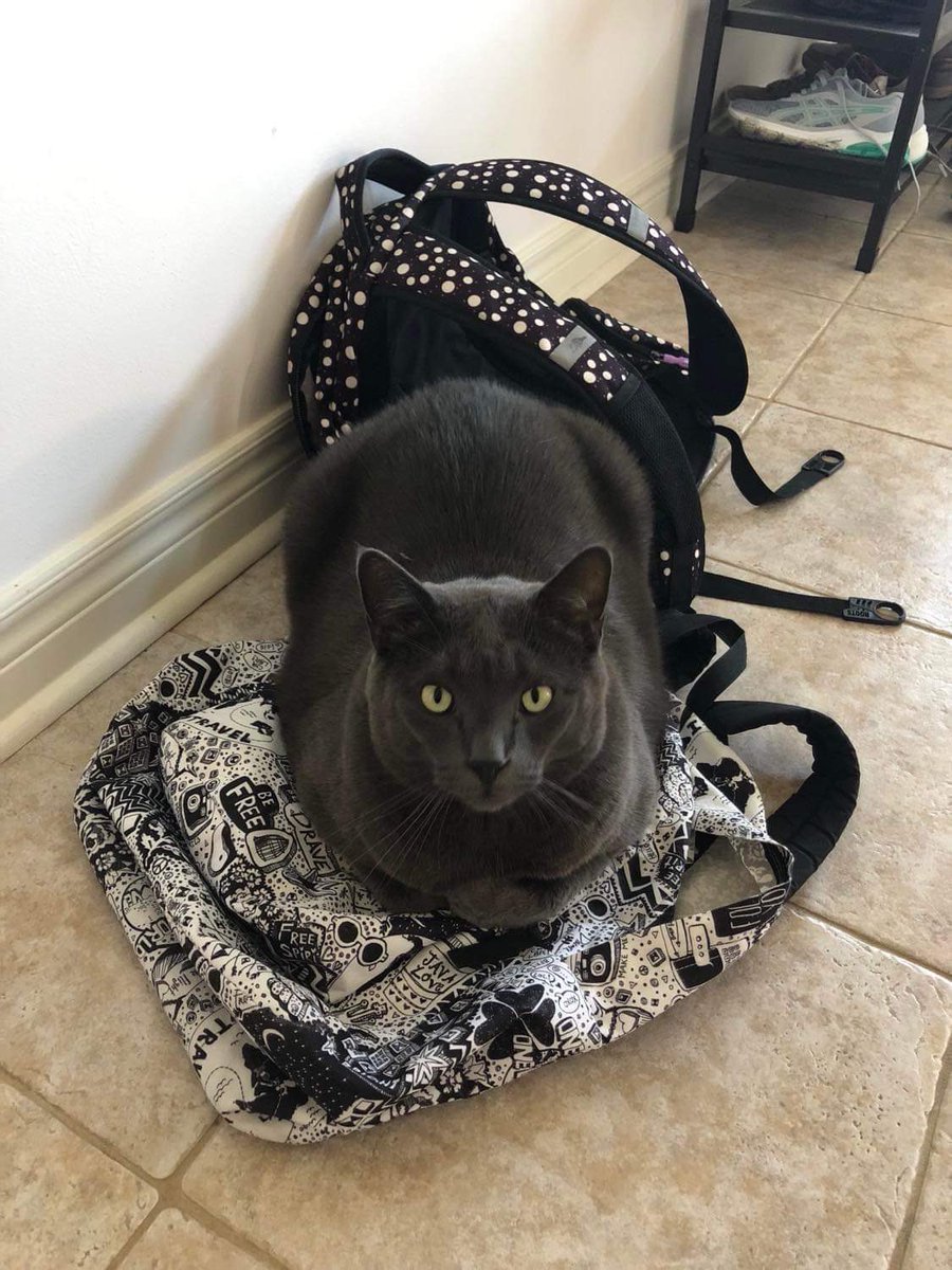 Noobowl5's tweet photo. Ready for school https://t.co/QPoMhFNAJ0