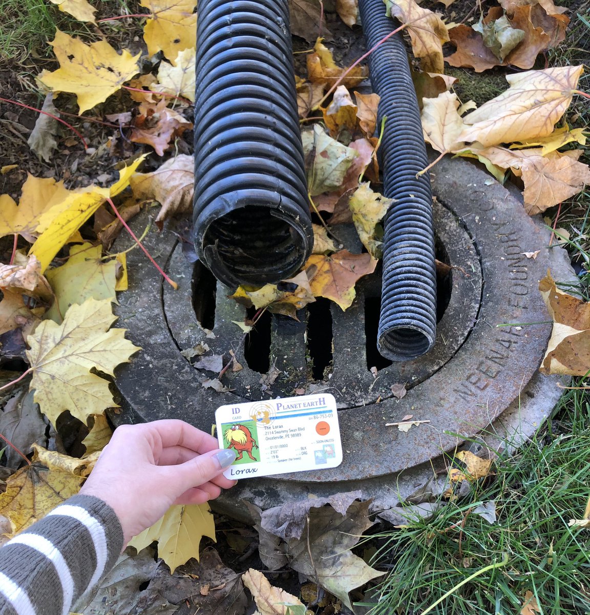 jkauralaapes's tweet photo. this storm drain catches all the rainwater from my gutters to prevent flooding, where it then leads to a storm sewer and into our treatment plant. leaves and other organic material can be filtered from the water and released back into Lake Michigan! @franklinlorax #apeswater https://t.co/zOY0tpMgxz